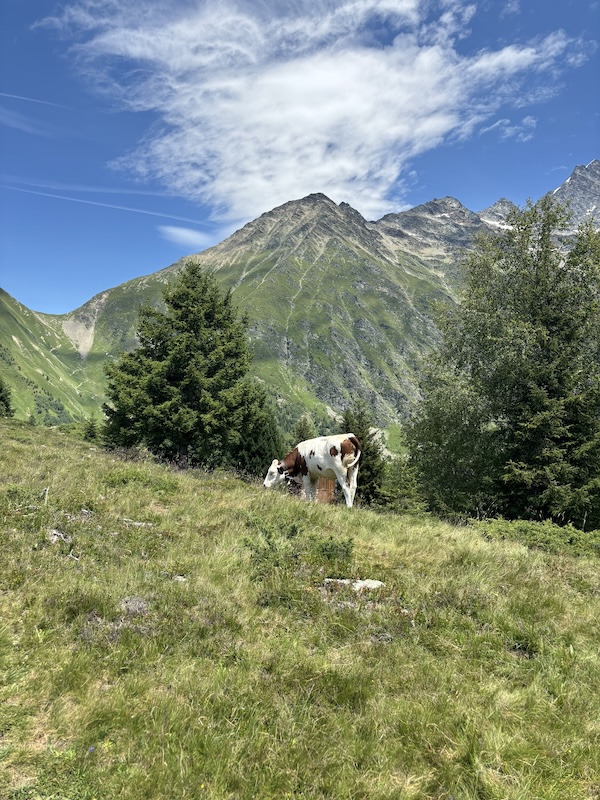 july 8 cow w/ bell