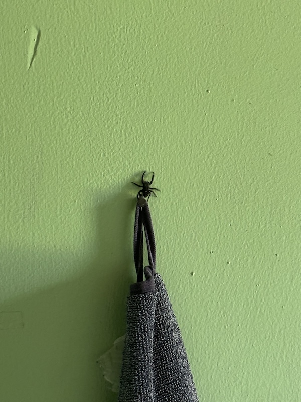 big spider