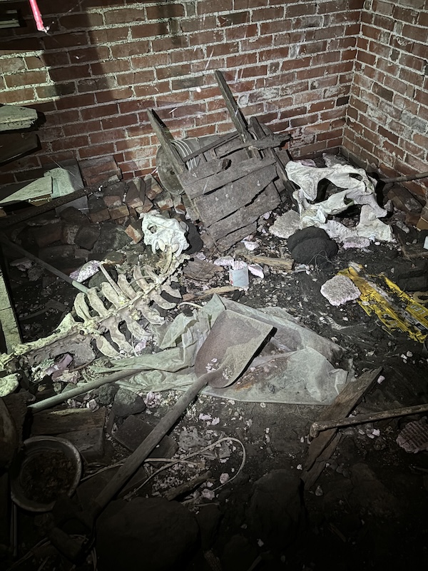cow skeleton basement after watching dda