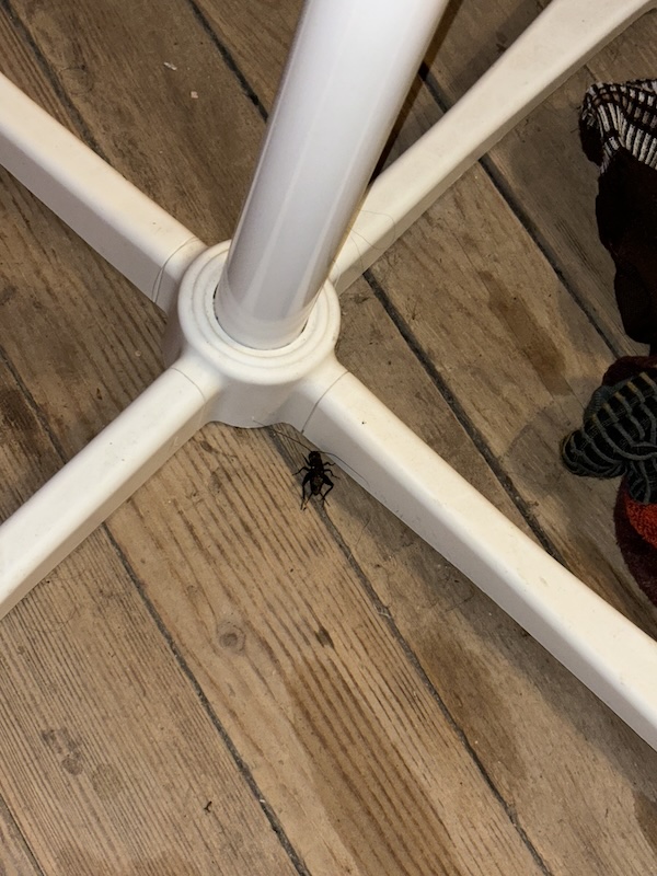 august 11, big cricket keeping me company in my room