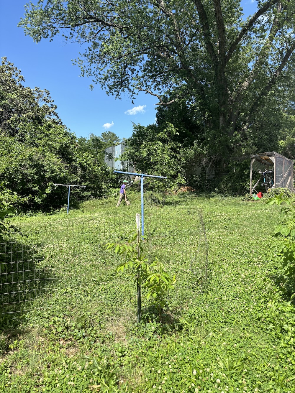 gu in the backyard