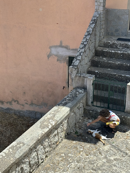 a stranger petting a cat in the shade