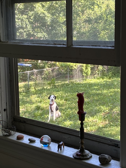 daphne panting out my window