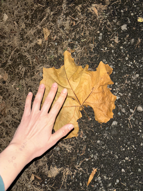 big leaf i saw on a walk while talking to c with my hand for scale
