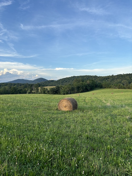 bale of hay in a field