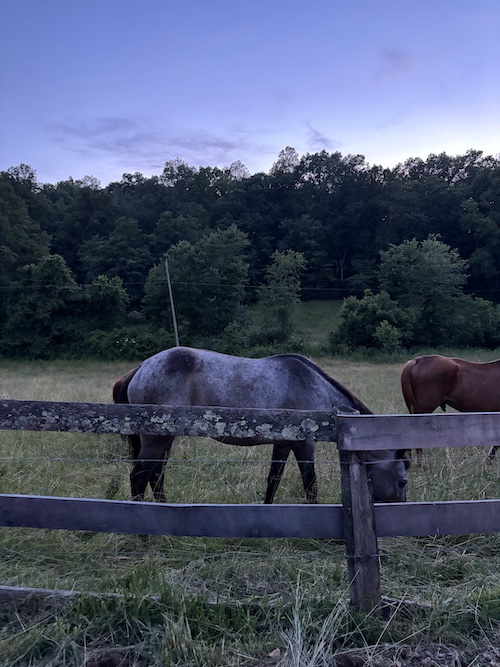 beautiful horse in a purpling field