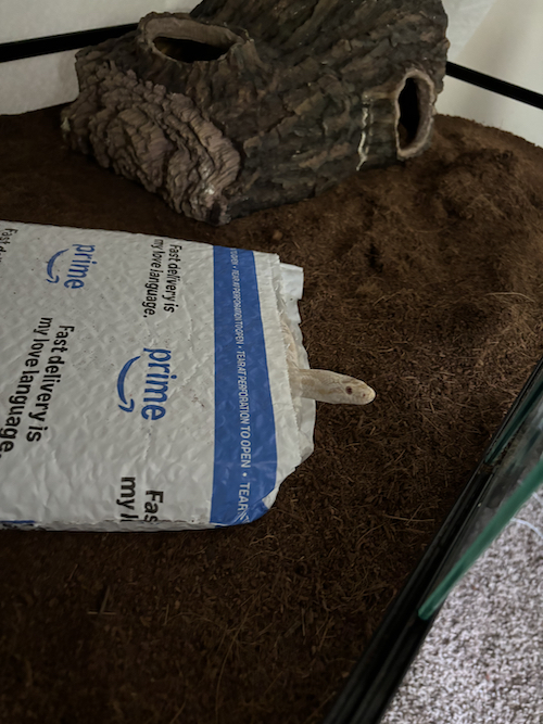 maize's head peeking out of an amazon package