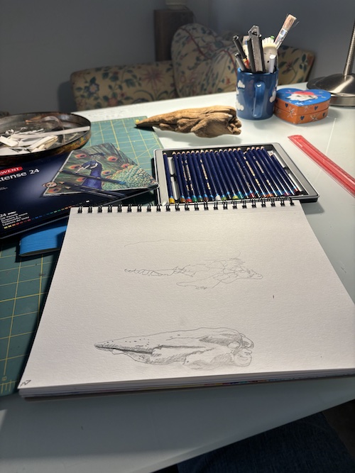 drawing of my driftwood and the driftwood on the desk