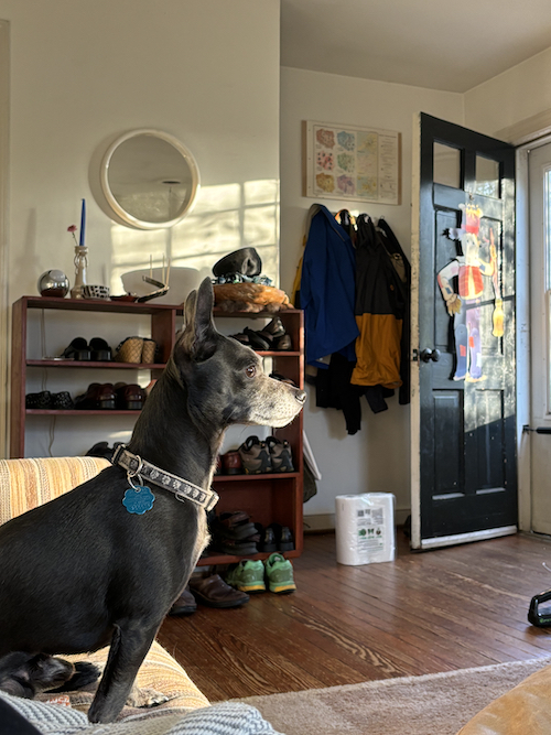 photo of that dog rex so i can remember fear/shame/pity