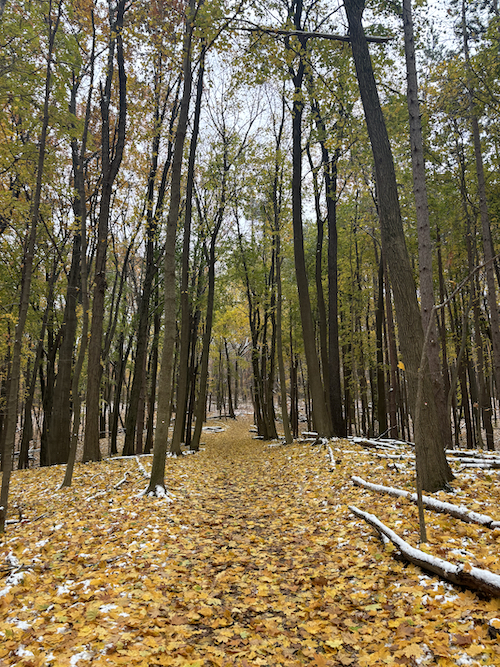 yellow woods dusted with snow in michigan