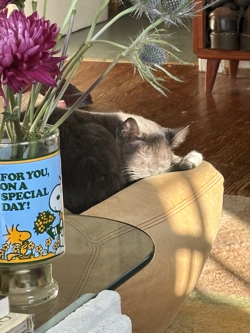 penny asleep in the sun