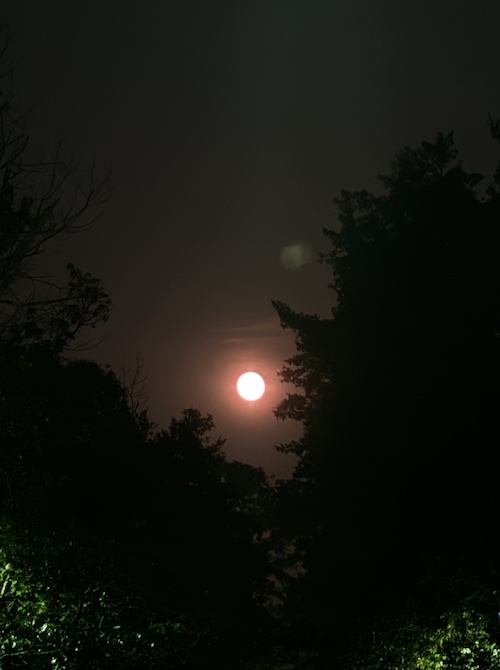 strawberry moon thru the trees